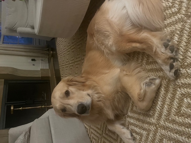 My Dog